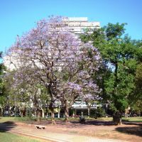Jacarandaes en Flor en Plaza Sarmiento - Rosario, Santa Fe, Argentina, Росарио