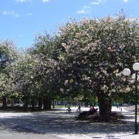 Palos Borrachos en Flor en Plaza Libertad - Rosario, Росарио