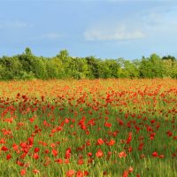 Poppies and blue sky, Падуя