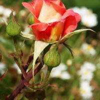 Una Rosa per Te... Amica in Panoramio., Калтаниссетта
