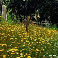 #15 - Una croce in un mare di fiori, Мессина