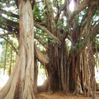 Giardino Garibaldi -  Ficus macrophylla, Палермо