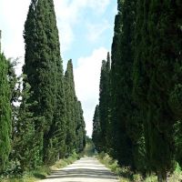 Cypress Alley going to Fortezza di Poggio Imperiale, Виареджио