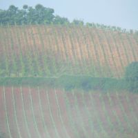 Vineyards of Tuscany, Лючча