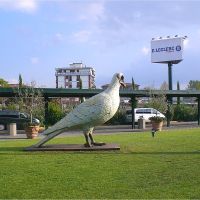 Aereoporto di Pisa - il piccione viaggiatore, Пиза