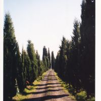 Tuscan Cypresses, Сьена