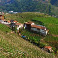 Wineyards of Sankt Magdalena (Bozen/Bolzano), Больцано