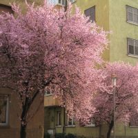 Primavera in Via Torino - Bolzano, Больцано