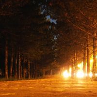 Night trees, Самарское