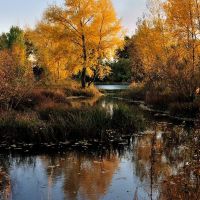 осенний пейзаж с деревом и листьями в воде, Усть-Каменогорск