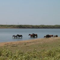 Лошади на берегу Урала. Horses on the bank of Ural river, Индерборский