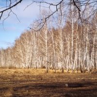 Forêt de bouleaux, Новотроицкое