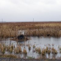 Хатка ондатры вдоль дороги на Сладково, Новотроицкое