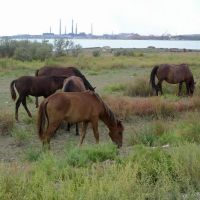 Horses with Lake Balkhash and Industry in the Backgound, Балхаш