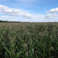 Кукурузное поле, Семиозерное