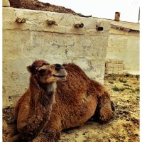 Bautino Camel, Баутино