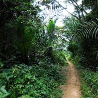 The road to Lokumbo, Боко