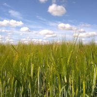 Пшеничное поле.., Большая Владимировка