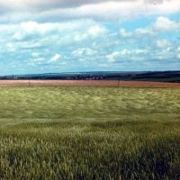 пшеничное поле, Большая Владимировка
