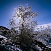 Изморозь//Snow on a tree, Семипалатинск