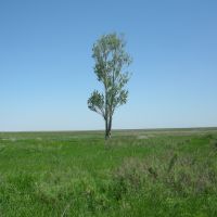 The last tree May 2013, Целиноград
