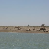 Syrdarias Camels, Кызылорда