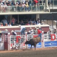 Calgary Stampede - Thrown bull rider, Калгари
