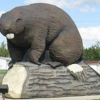 giant beaver builds giant dam, Сант-Альберт