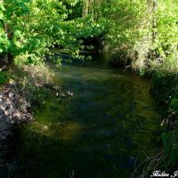 Ducks in the river, Вернон
