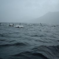 Killer Whales near Campbell River, BC, Кампбелл-Ривер
