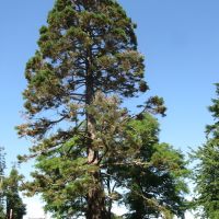 Sequoia Park, Кампбелл-Ривер