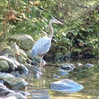 Great Blue Heron at Noons Creek, Порт-Муди