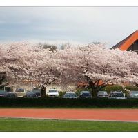 Cherry Blossoms in Richmond, Ричмонд