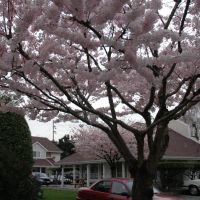 cherry blossom time, Ричмонд