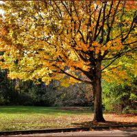 Autumn Colors---Tree of life, Лаваль