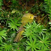Little green and yellow bird, Монктон
