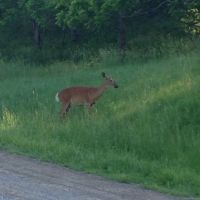 Deer in Dundas Valley Conservation Area, Анкастер