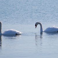 Two Swans on Lake Ontario In February, Барлингтон