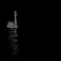 night_swan, Барлингтон