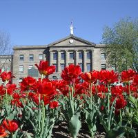 Courthouse Tulips - Brockville On. - 2005, Броквилл