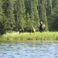 Esnagami Wilderness Lodge Moose Cow and two calves, Велланд