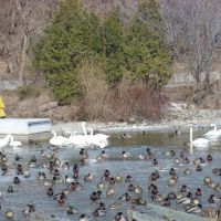 Swans and lots of Malard Ducks, Ла-Саль