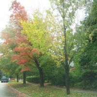 fall colors, Оаквилл