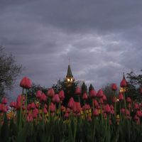 Thunder threatening tulips, Оттава