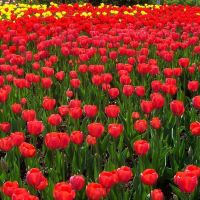 Ottawa festival des tulipes 1, Оттава