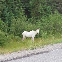 Rare White Moose Near Horwood Lake on highway 101 West, Садбури