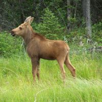 Ride the North -  moose(calf)  ridethenorth@gmail.com www.ridethenorth.webstarts.com, Садбури