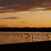 Seagull Sunset on Windy Lake, Садбури