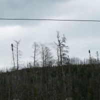 Life Emerges After A Disaster- New Jack Pine After A Fire, Садбури
