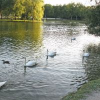 Swans on River Avon, Стратфорд